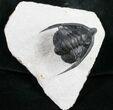 Uncommon Diademaproetus Trilobite from Ofaten #10757-3